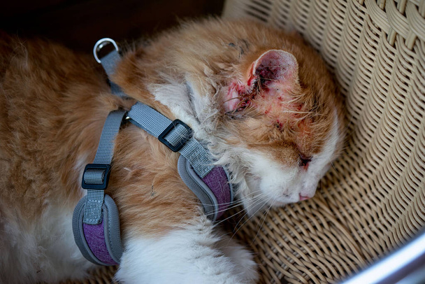 Кіт, поранений після бійки з іншою кішкою, лежить на плетеному кріслі крупним планом. У районі вуха все покривається кров'ю, очі набрякають чорним. Поранений кіт спить
. - Фото, зображення