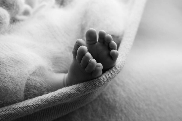 Fotografie nohou novorozence. Dětské nohy pokryté vlnou izolované pozadí. Malá noha novorozence v měkkém selektivním ohnisku. Obrázek chodidel na chodidlech. - Fotografie, Obrázek