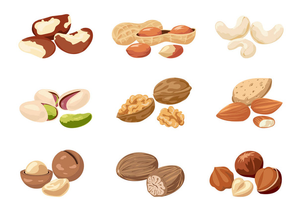 Nut. Cartoon cashew and peanut with shells. Natural nutmeg or macadamia. Delicious walnut and almond. Food products set. Vegan snacks. Organic ingredients. Vector healthy nutrition - Vector, Image