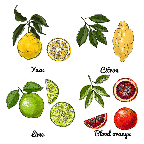 Citrus Vector food icons of fruits. Colored sketch of food products. Red orange, Lime, Yuzu - Vetor, Imagem