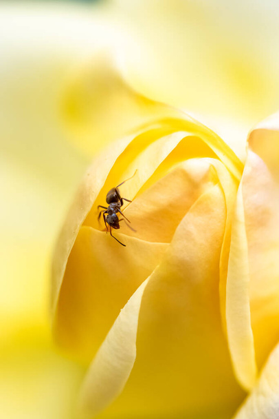 Mravenec kráčející na jaře po žlutých okvětních lístcích růže - Fotografie, Obrázek