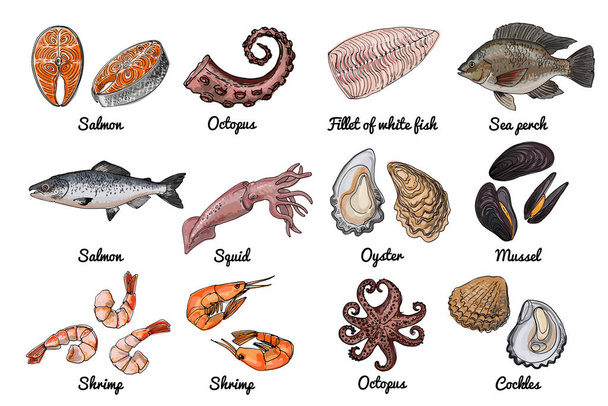 Sea food. Vector drawing of food. Red and white fish, Tilapia, squid, salmon, oysters mussels shrimps - Вектор, зображення