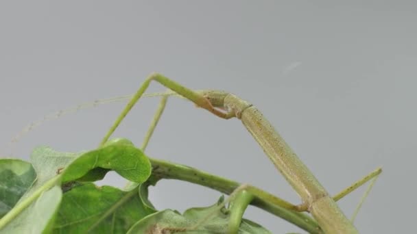 Ragadós rovar Medauroidea kiadatás, Phasmatidae család. Elágazásnak álcázza magát. Növényekkel táplálkozik. - Felvétel, videó