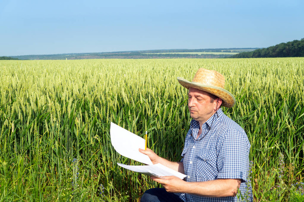 L'agriculteur analyse le plan de culture du blé au champ. L'idée de prendre soin d'une plantation pour une bonne récolte. - Photo, image