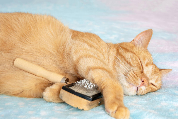 Happy sleeping ginger cat with comb slicker after fur cleaning. Calm shorthair domestic cat with grooming brush at home. - Photo, image