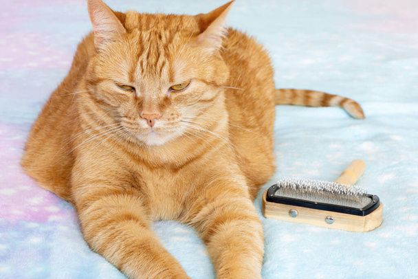 Calm ginger cat and wooden brush for fur on fluffy blanket. Feline pet waits for hygiene procedure. - Foto, immagini