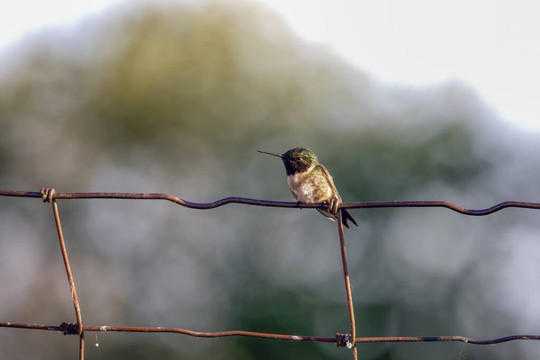 柵の上に腰掛けているルビー色のハチドリ。 - 写真・画像