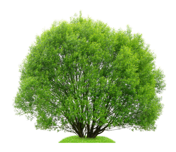 дерево
 - Фото, зображення