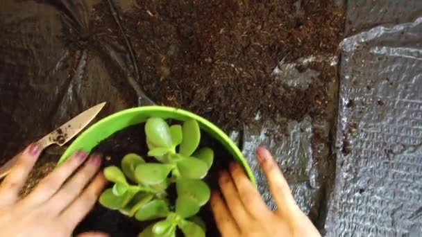 Mujer jardinero maceta nueva planta y maceta de replantación para la planta de la casa - Metraje, vídeo