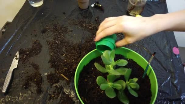 新しい植物と家の植物のためのポットを移植する女性庭師 - 映像、動画