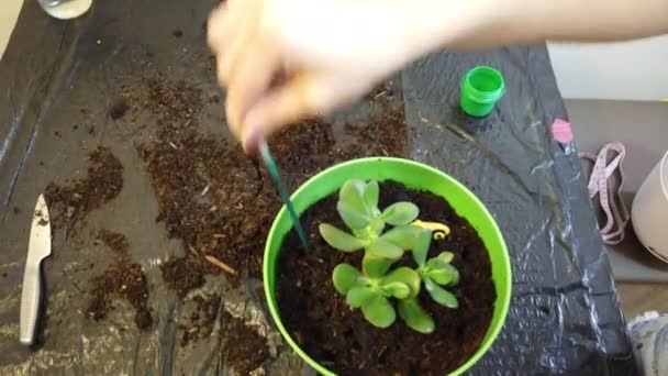 Mujer jardinero maceta nueva planta y maceta de replantación para la planta de la casa - Imágenes, Vídeo