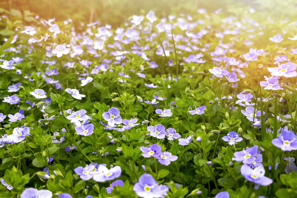 Flores moradas frescas en el prado. Plantas de verano en día soleado.  - Foto, Imagen