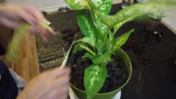Mujer jardinero maceta nueva planta y maceta de replantación para la planta de la casa - Metraje, vídeo