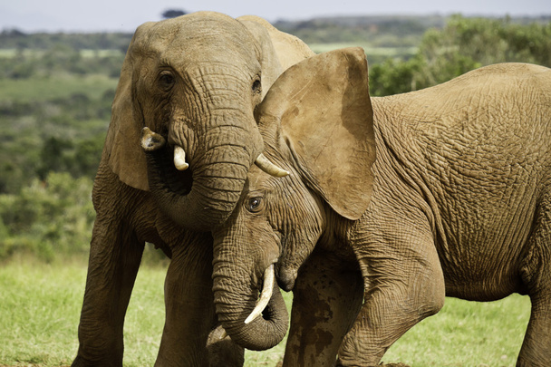 Слон Ігри
 - Фото, зображення