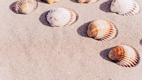 Shells isolated with seashells, starfishes on sand ocean beach background. Vacation backdrop with space for the text - Photo, Image