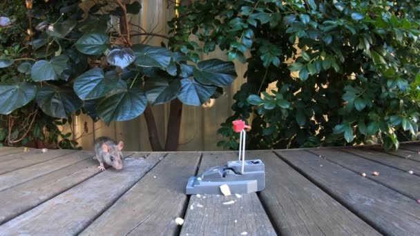 Rato escapa de uma ratoeira colocada em um convés de madeira do quintal de casa. - Filmagem, Vídeo