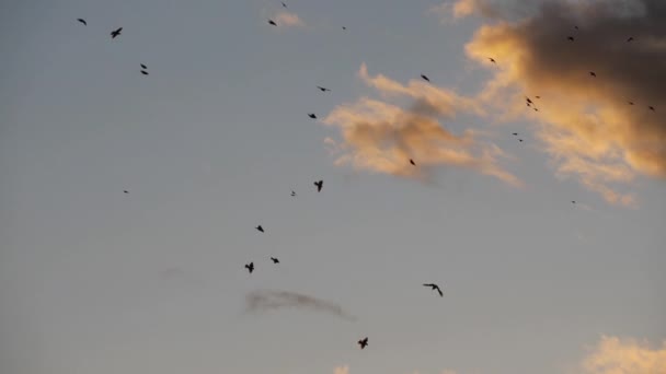 Stádo ptáků, Starlingové (Sturnus vulgaris) obklopující jejich spící strom. - Záběry, video