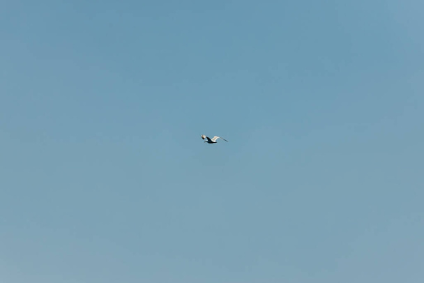 Чайка в голубом небе. Чистый день. - Фото, изображение