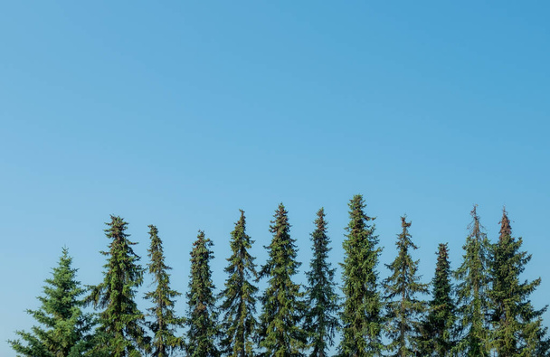 top of fir trees in symmetrical order under blue sky - Photo, Image