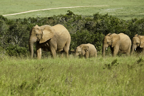Família de elefantes caminhando em direção a um poço
 - Foto, Imagem