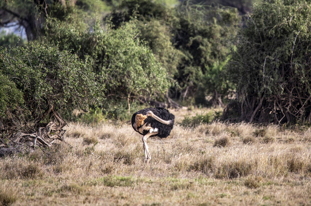 Η στρουθοκάμηλος ψάχνει για τροφή στο ψηλό γρασίδι κοντά στο δάσος.  - Φωτογραφία, εικόνα