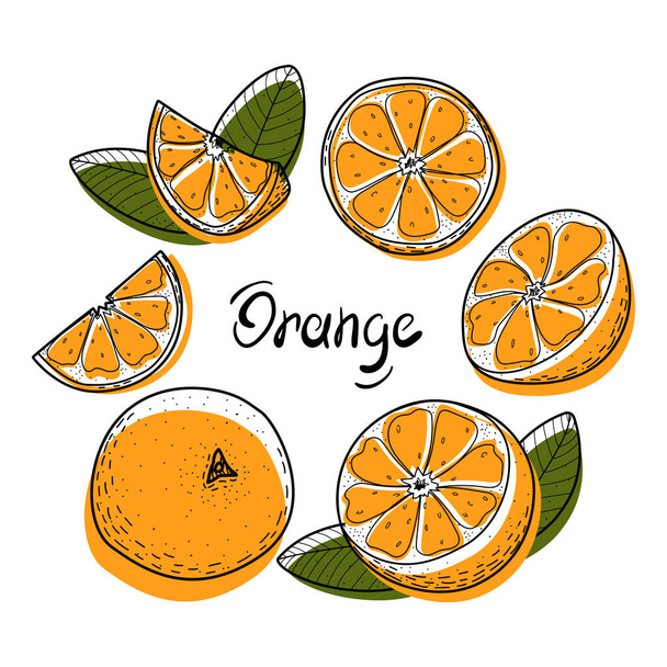 Set de fruta naranja. Abstracto naranja entero, en sección, mitad y rebanadas. Una colección elegante y jugosa. - Vector, imagen