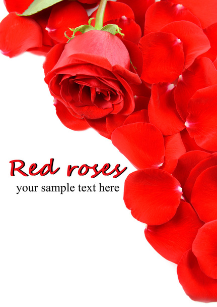 Beautiful petals of red roses isolated on white - Valokuva, kuva