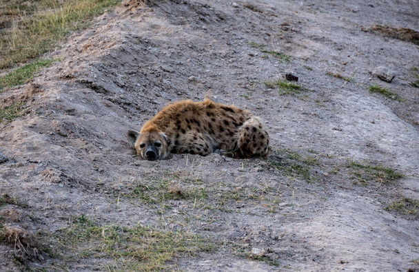 gray hyena resting in a ditch waiting for the night  - Photo, Image