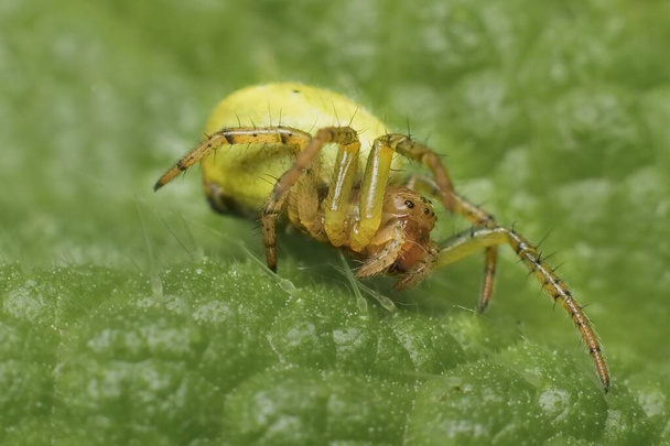 mały młody zielony pająk Nigma - Zdjęcie, obraz