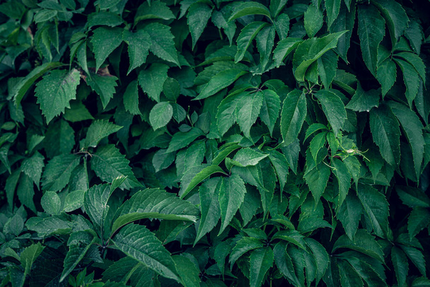 green leaves Natural background and wallpaper - Photo, Image