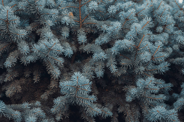 Blue spruce fir tree branches detail. Banner image - Foto, Imagem