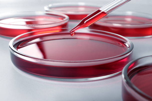 Dripping red liquid into Petri dish on white background, closeup - Fotó, kép