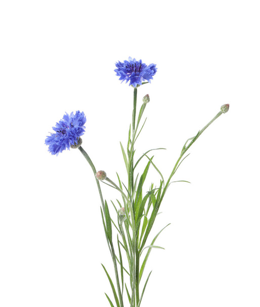 Beautiful blooming blue cornflowers isolated on white - 写真・画像