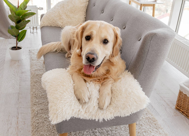 Golden retriever dog at home interior - Zdjęcie, obraz