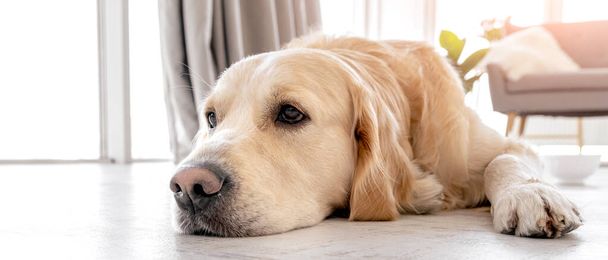 Golden retriever dog at home interior - Zdjęcie, obraz