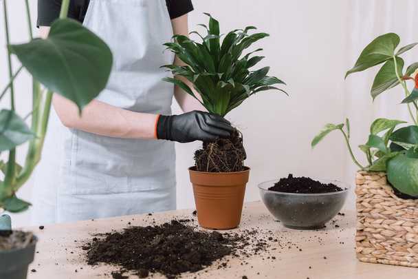 Hausfrau in weißer Schürze und schwarzen Gartenhandschuhen, die die Blume an Wurzeln halten, um sie in einen Keramiktopf zu verpflanzen, der auf einem Tisch steht, auf dem verstreute Erde neben einer anderen grünen Pflanze steht - Foto, Bild
