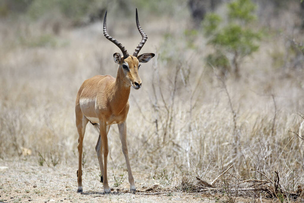 Impala Antelope (Aepyceros melampus). Kruger Park, Sud Africa - Foto, immagini