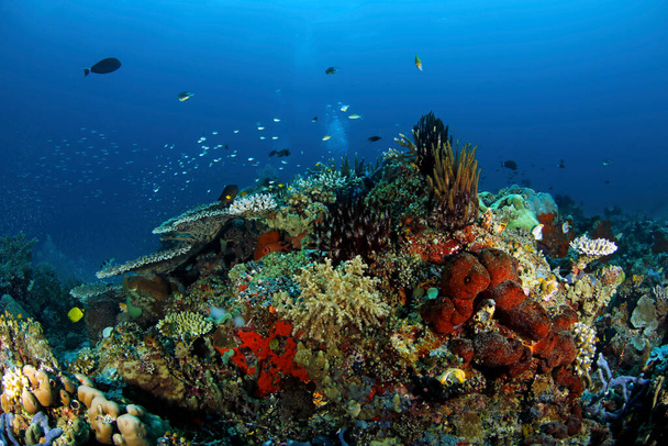 Colorful, Healthy Coral Reef in Blue Water. Raja Ampat, Indonesia - Photo, Image