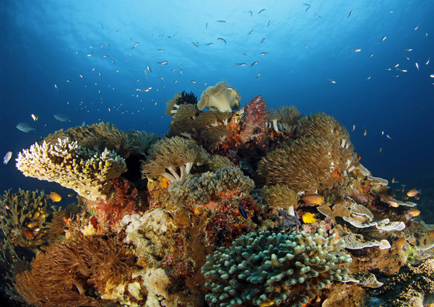 Πολύχρωμο, υγιές κοραλλιογενές υφάλμυρο σε μπλε νερό. Raja Ampat, Ινδονησία - Φωτογραφία, εικόνα