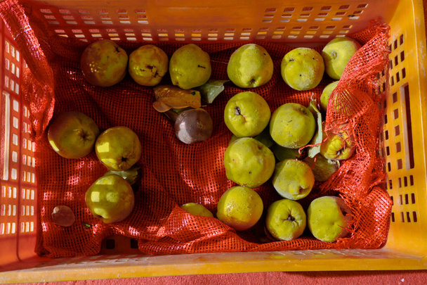 Frische Früchte und ihr Blatt. Frisch, wachsend und sehr schmackhaft. Sehr leuchtendes Gelb und sein Blatt im roten Boden im Karton - Foto, Bild