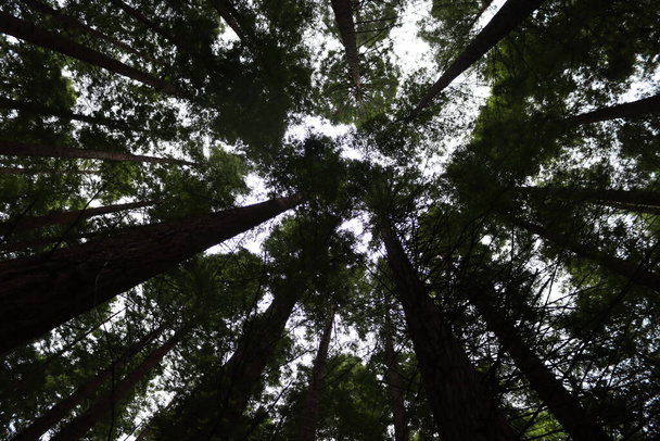 beautiful redwood forest giant trees huge fat tall wood - Φωτογραφία, εικόνα
