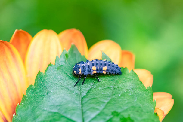 seven-spot ladybird larva, black and orange insect on a flower - Photo, Image