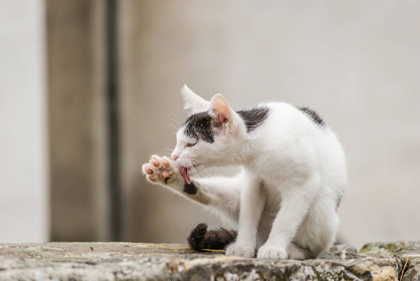 Προσωπογραφία μιας νεαρής ασπρόμαυρης γάτας. - Φωτογραφία, εικόνα