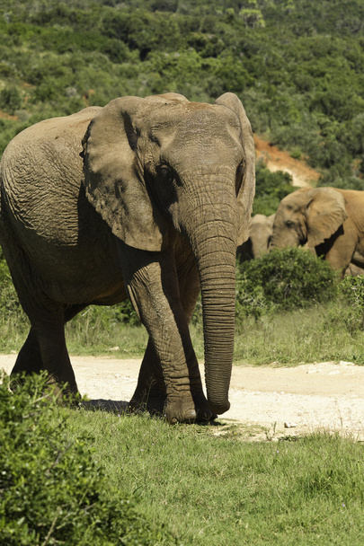 Suuri norsu kävelee
 - Valokuva, kuva