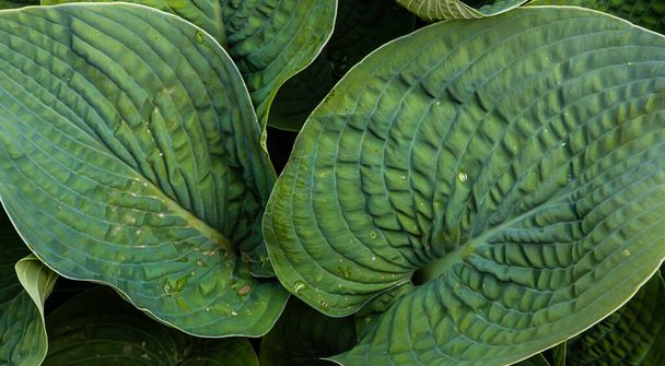 grüne Blätter von Pflanzen im Garten. Textur - Foto, Bild
