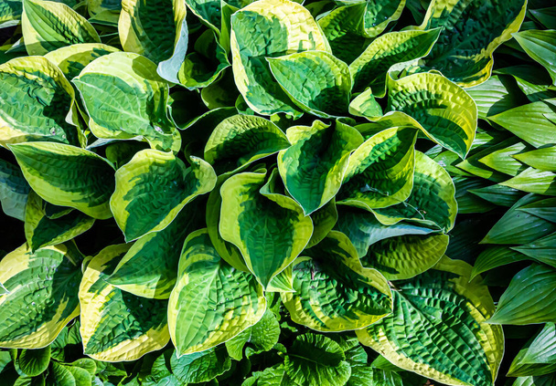 zielone liście roślin w ogrodzie. tekstura - Zdjęcie, obraz