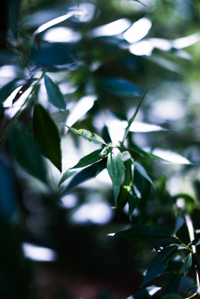 blurred green plant background, unfocused macro shots of plants, soft focus - Фото, изображение