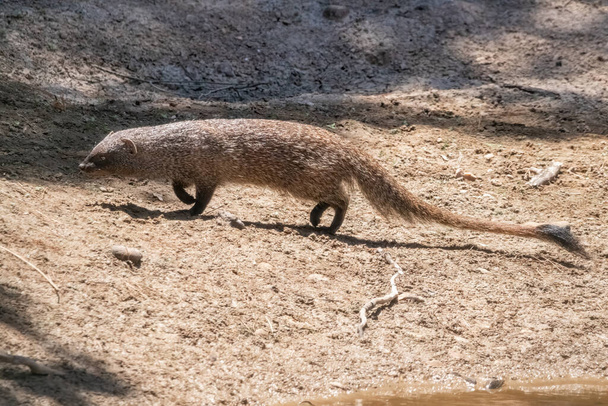 The mongoose, also commonly known as the common or Egyptian mongoose (Herpestes ichneumon) in Huelva, Andalusia, Spain - Photo, Image