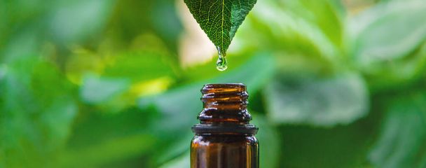 Extrait d'huile essentielle d'herbes médicinales dans une petite bouteille. Concentration sélective. Nature. - Photo, image