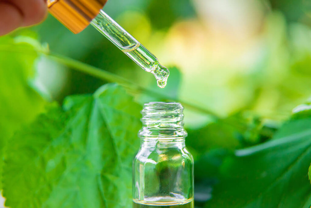 Extracto de aceite esencial de hierbas medicinales en una botella pequeña. Enfoque selectivo. Naturaleza. - Foto, imagen